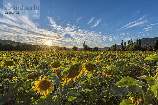 Italien  Umbrien  Sonnenblumenfeld in der Abenddämmerung