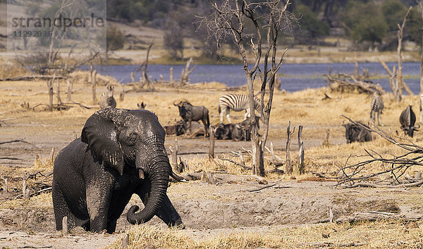 Botswana  Junge Elefantenbulle vom Flussufer aufsteigend