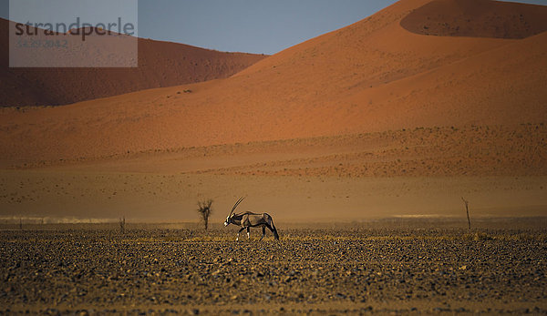 Namibia  Oryx-Antilope beim Wandern in der Namib-Wüste