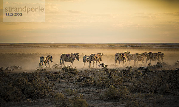 Namibia  Etosha Nationalpark  Zebraherde im Morgenlicht