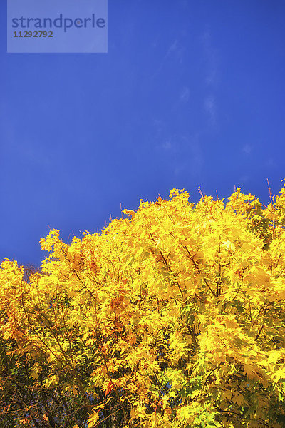 Baumkrone eines herbstlichen Ahorns