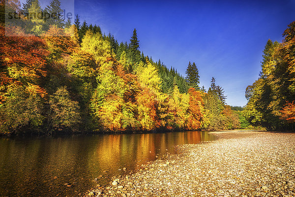 UK  Schottland  Pitlochry  Goldene Bäume am Fluss Garry