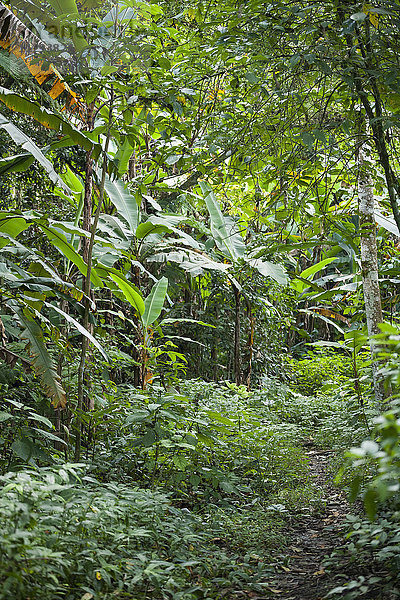 Thailand  Kamphaeng Phet  Mae Wong Nationalpark  Weg durch den Dschungel
