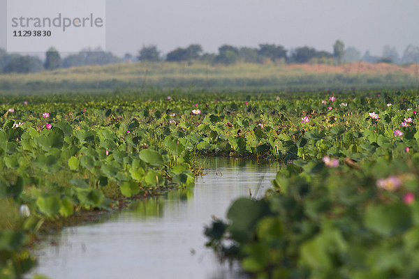 Thailand  Nakhon Sawan  Lotusblumenfeld im Bueng Boraphet See