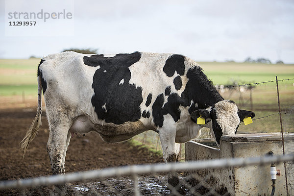 Kuh auf dem Bauernhof