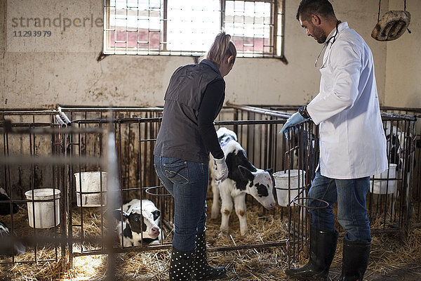 Tierärztin und Bäuerin bei der Suche nach Kälbern auf dem Bauernhof