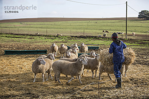 Mann auf dem Bauernhof füttert Schafe mit Heu
