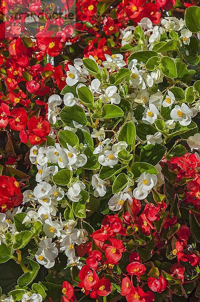 Blühende rote und weiße Begonien  Schiefblatt (Begonia)  Deutschland  Europa