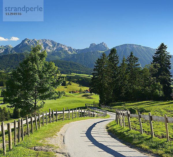 Schmale Straße durch hügelige Landschaft  hinten Allgäuer Alpen  bei Füssen  Allgäu  Bayern  Deutschland  Europa
