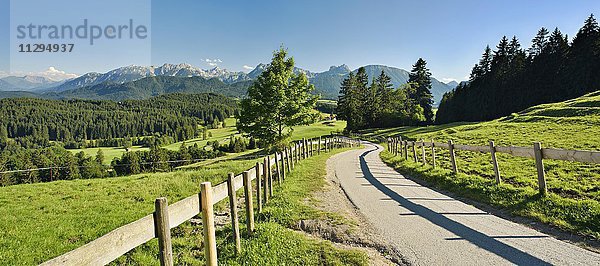 Schmale Straße durch hügelige Landschaft  hinten Allgäuer Alpen  bei Füssen  Allgäu  Bayern  Deutschland  Europa