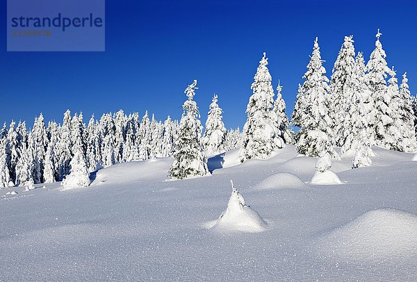 Tief verschneite Winterlandschaft im Nationalpark Harz  Schneebedeckte Fichten  Sachsen-Anhalt  Deutschland  Europa