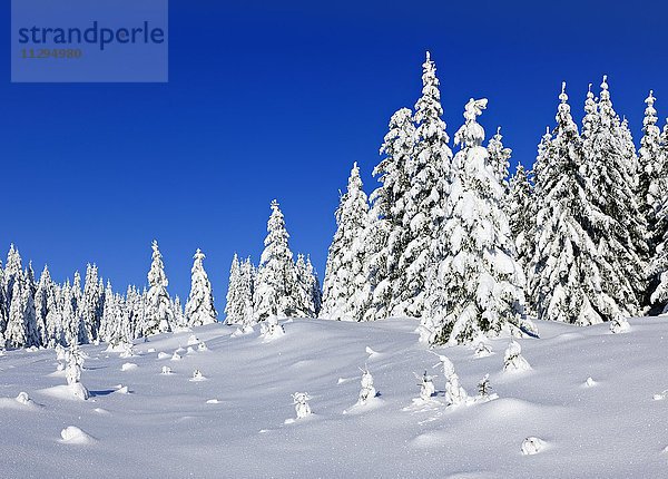 Tief verschneite Winterlandschaft im Nationalpark Harz  Schneebedeckte Fichten  Sachsen-Anhalt  Deutschland  Europa