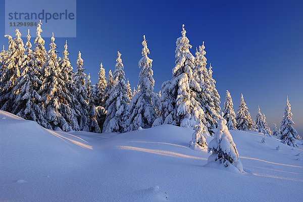 Tief verschneite Winterlandschaft im Nationalpark Harz  Schneebedeckte Fichten im Abendlicht  Sachsen-Anhalt  Deutschland  Europa