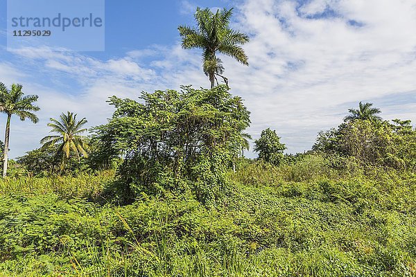 Üppige Vegetation im Naturschutzgebiet bei Guamá  Zapata Halbinsel  Kuba  Nordamerika