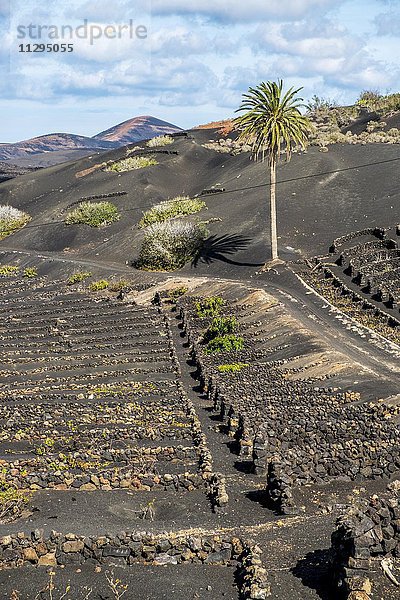 Weinberge  Geria  Lanzarote  Kanarische Inseln  Spanien  Europa