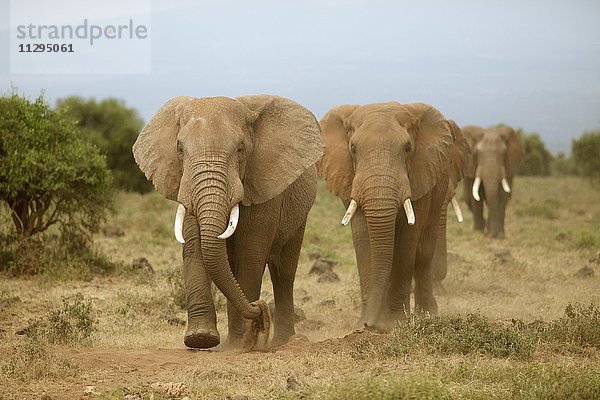 Afrikanische Elefanten (Loxodonta africana)  Amboseli Nationalpark  Kajiado County  Kenia  Afrika