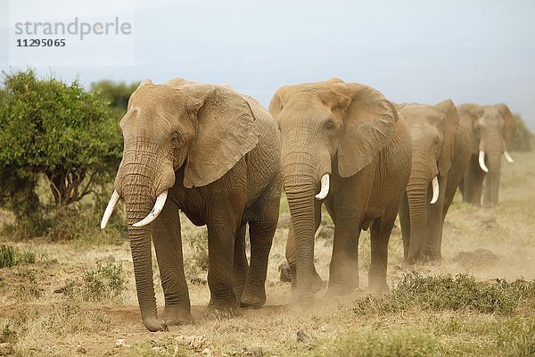 Afrikanische Elefanten (Loxodonta africana)  Amboseli Nationalpark  Kajiado County  Kenia  Afrika