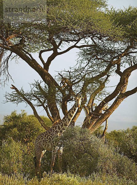 Giraffe (Giraffa camelopardalis) unter einer Akazie  Amboseli Nationalpark  Kajiado County  Kenia  Afrika
