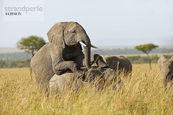 Afrikanische Elefanten (Loxodonta africana) bei der Paarung  hohes Gras  Mara Triangle  Masai Mara Naturschutzgebiet  Narok County  Kenia  Afrika