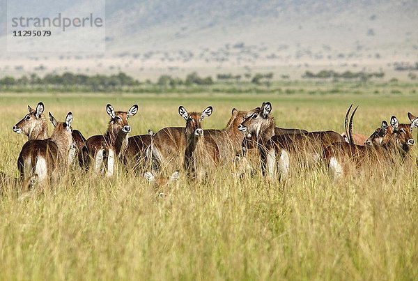 Wasserböcke (Kobus ellipsiprymnus defassa)  Herde im hohen Gras  Mara Triangle  Masai Mara Naturschutzgebiet  Narok County  Kenia  Afrika