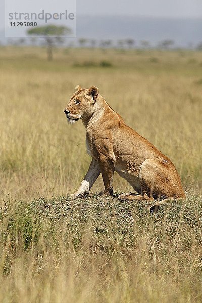 Löwin (Panthera leo) sitzt auf kleinem Hügel und hält Ausschau  Mara Triangle  Masai Mara Naturschutzgebiet  Narok County  Kenia  Afrika