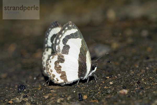 Schmetterling Indo-Chinese Straight Pierrot  (Caleta roxus roxana)  Kaeng Krachan  Petchaburi  Thailand  Asien