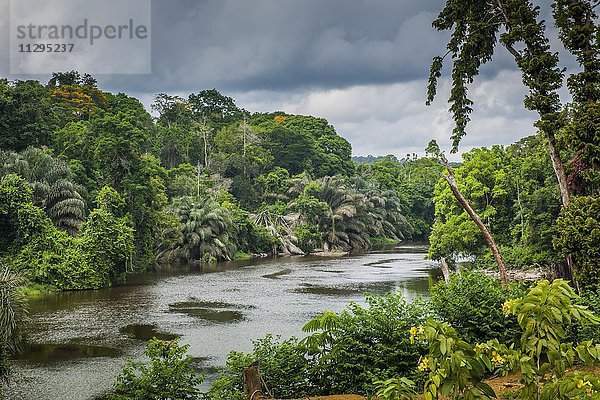 Fluss Ntem fließt durch den Regenwald  Campo  Region Süd  Kamerun  Afrika