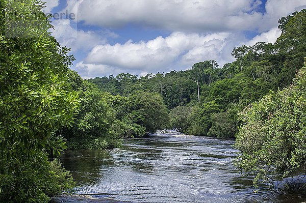 Fluss durch Regenwald  Nationalpark Campo Ma'an  Campo  Region Süd  Kamerun  Afrika