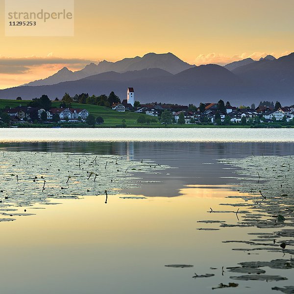 Hopfensee mit Dorf Hopfen am See  hinten die Allgäuer Alpen  Sonnenaufgang  Morgenstimmung  Allgäu  Bayern  Deutschland  Europa