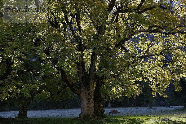 Alter Bergahorn (Acer pseudoplatanus) im Herbst im Gegenlicht  Eng  Hinterriß  Rißbachtal  Tirol  Österreich  Europa