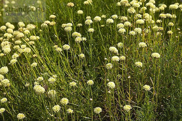 Olivenkraut (Santolina viridis)  Schwarzwald  Baden-Württemberg  Deutschland  Europa