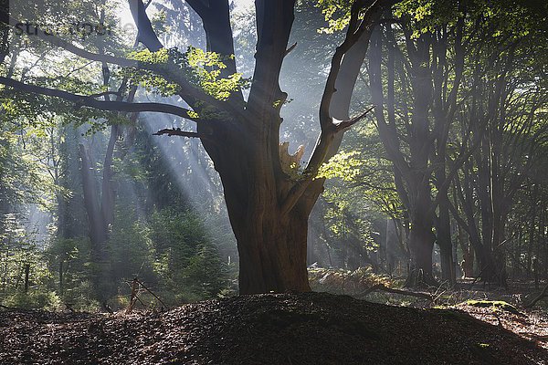 Sonnenstrahlen scheinen durch die Baumstämme im Wald  Mischwald  Emsland  Niedersachsen  Deutschland  Europa