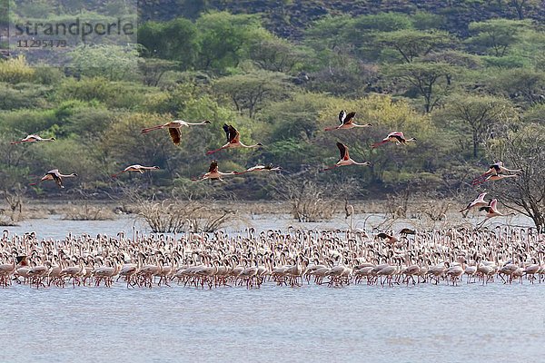 Flamingos (Phoenicopteridae) im Wasser  Lake Bogoria  Ostafrika  Kenia  Afrika