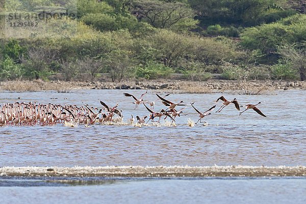 Flamingos (Phoenicopteridae) beim Auffliegen  Lake Bogoria  Ostafrika  Kenia  Afrika