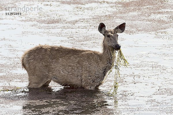 Sambarhirsch (Cervus unicolor) steht im Wasser mit Futter im Maul  Ranthambhore-Tigerreservat  Rajasthan  Indien  Asien