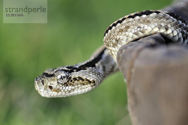 Tropische-Klapperschlange (Crotalus Durissus) mit starkem hämotoxischen Gift  Corozal District  Belize  Nordamerika