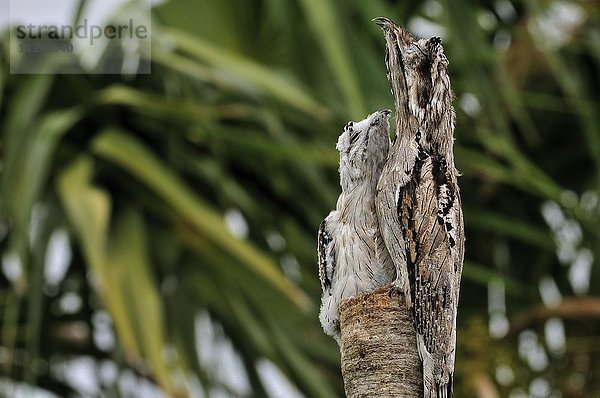 Mexikotagschläfer (Nyctibius jamaicensis) mit Küken  Mimikry  Corozal District  Belize  Nordamerika