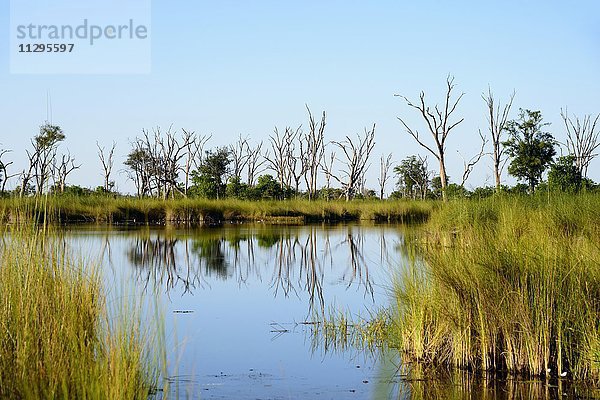 Paradise pools  Moremi Wildlife Reserve  Okavangodelta  Botswana  Afrika