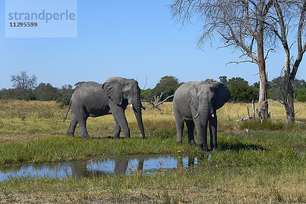 Afrikanische Elefanten (Loxodonta africana) an Wasserstelle  nahe Dorf Mababe Village  Botswana  Afrika