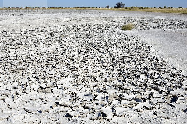Salzkruste  Salzpfanne Kudiakam Pan  Nxai Pan Nationalpark  Botswana  Afrika