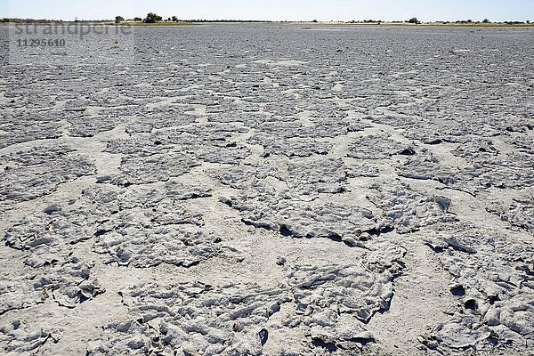 Salzkruste  Salzpfanne Kudiakam Pan  Nxai Pan Nationalpark  Botswana  Afrika