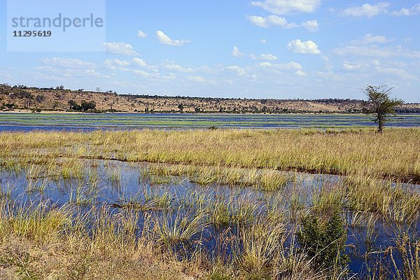 Fluss Chobe  Chobe Nationalpark  Botswana  Afrika