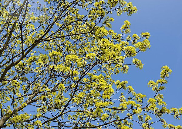 Spitzahorn (Acer platanoides)  blühend  blauer Himmel  Thüringen  Deutschland  Europa