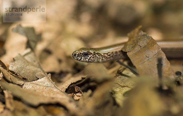 Westliche Blindschleiche (Anguis fragilis)  Männchen zwischen braunem Laub auf Waldboden  Nahaufnahme  Insel Usedom  Mecklenburg-Vorpommern  Deutschland  Europa