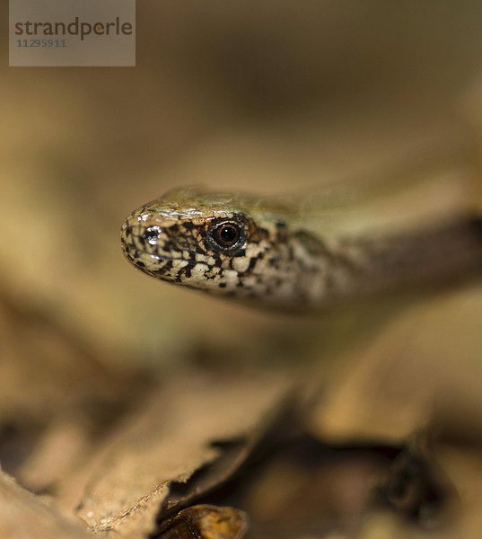 Westliche Blindschleiche (Anguis fragilis)  Männchen zwischen braunem Laub auf Waldboden  Portrait  Insel Usedom  Mecklenburg-Vorpommern  Deutschland  Europa