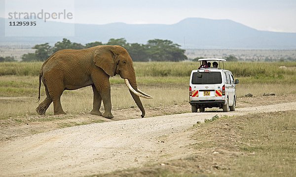 Afrikanischer Elefant (Loxodonta africana) überquert eine Straße  Touristen im Safaribus beobachten den Elefanten  Amboseli Nationalpark  Kajiado County  Kenia  Afrika