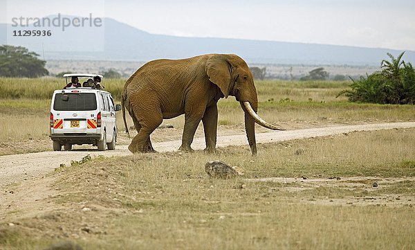 Afrikanischer Elefant (Loxodonta africana)  überquert eine Straße  Touristen im Safaribus beobachten den Elefanten  Amboseli Nationalpark  Kajiado County  Kenia  Afrika