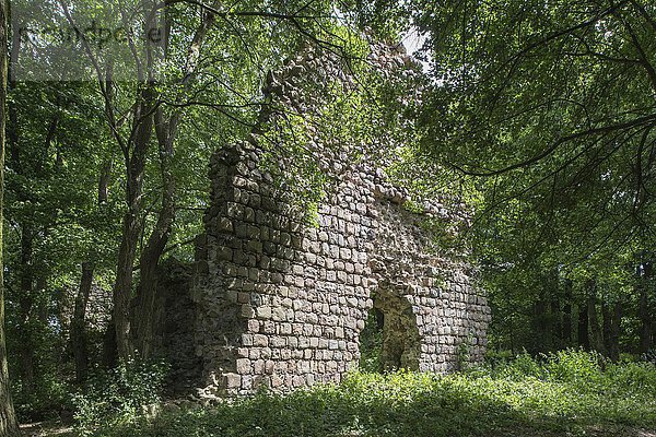 Ruine der Feldsteinkirche von Conow  Feldberger Seenlandschaft  Mecklenburg-Vorpommern  Deutschland  Europa