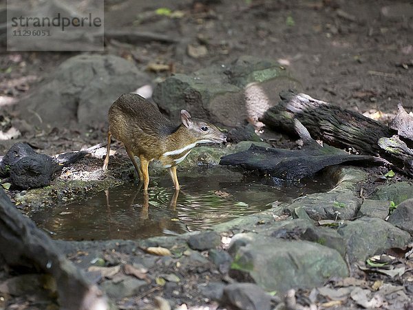 Hirschferkel  (Tragulus kanchil) an Wasserstelle  Kaeng Krachan  Phetchaburi  Thailand  Asien