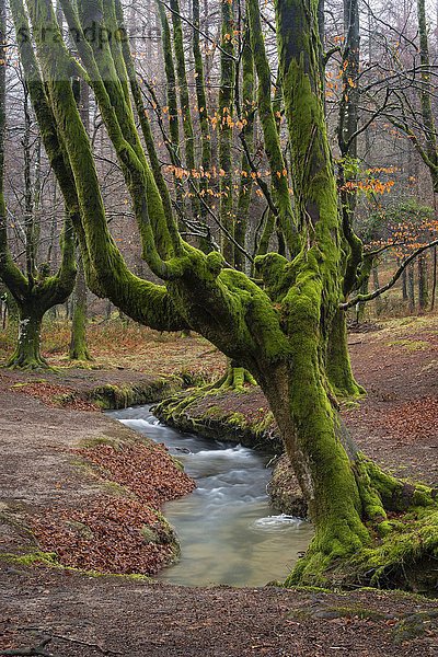 Naturpark Gorbea  Parque natural de Gorbea  Gorbeia  Bizkaia  Baskenland  Spanien  Europa